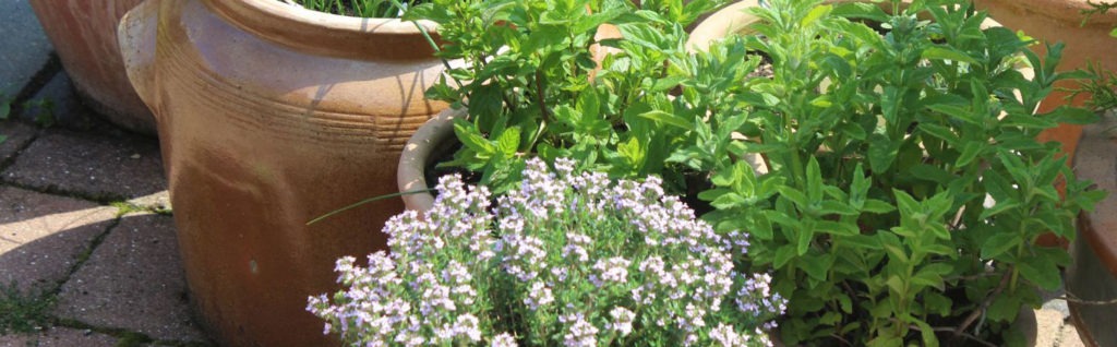 Planting-up-a-Herb-Garden-in-a-container-for-your-patio